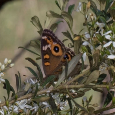 Junonia villida (Meadow Argus) at The Pinnacle - 11 Jan 2024 by AlisonMilton