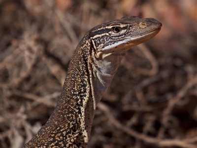 Varanus gouldii (Sand Goanna) at Eromanga, QLD - 3 Oct 2023 by Katbirfdsnaps