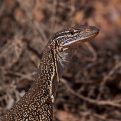 Varanus gouldii (Sand Goanna) at Eromanga, QLD - 3 Oct 2023 by Katbirfdsnaps