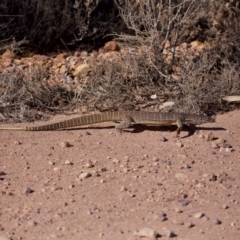 Varanus gouldii at Eromanga, QLD - 3 Oct 2023 08:55 AM