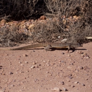 Varanus gouldii at Eromanga, QLD - 3 Oct 2023 08:55 AM