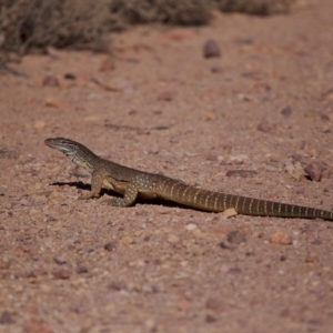 Varanus gouldii at Eromanga, QLD - 3 Oct 2023 08:55 AM