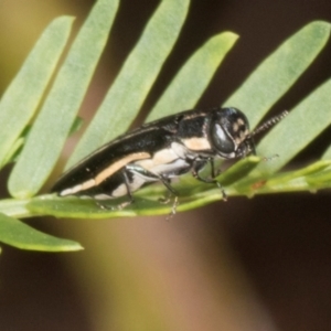 Agrilus hypoleucus at The Pinnacle - 12 Jan 2024