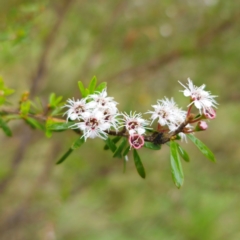 Kunzea ericoides (Burgan) at Tinderry, NSW - 15 Jan 2024 by Csteele4