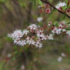 Kunzea ericoides at Tinderry, NSW - 15 Jan 2024