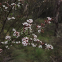 Kunzea ericoides at Tinderry, NSW - 15 Jan 2024