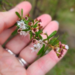 Kunzea ericoides at Tinderry, NSW - 15 Jan 2024