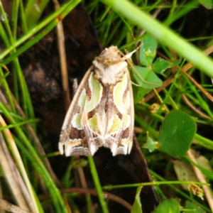 Cosmodes elegans at Tinderry, NSW - 15 Jan 2024 04:07 PM