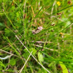 Cosmodes elegans at Tinderry, NSW - 15 Jan 2024 04:07 PM