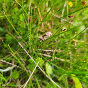 Cosmodes elegans at Tinderry, NSW - 15 Jan 2024