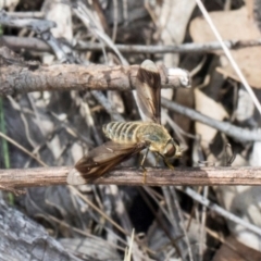 Comptosia quadripennis (a bee fly) at Hawker, ACT - 11 Jan 2024 by AlisonMilton