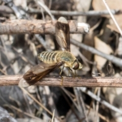 Comptosia quadripennis at The Pinnacle - 12 Jan 2024 09:43 AM