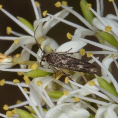 Ardozyga (genus) (A Gelechioid moth) at Hawker, ACT - 12 Jan 2024 by AlisonMilton