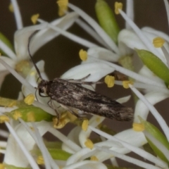 Ardozyga (genus) at The Pinnacle - 12 Jan 2024