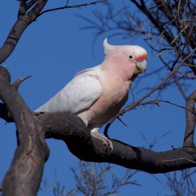 Lophochroa leadbeateri leadbeateri (Pink Cockatoo) at Eromanga, QLD - 3 Oct 2023 by Katbirfdsnaps