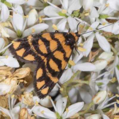 Asura lydia (Lydia Lichen Moth) at The Pinnacle - 12 Jan 2024 by AlisonMilton