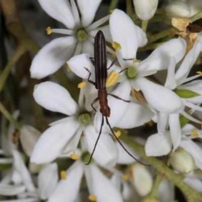 Syllitus microps (Longicorn or Longhorn beetle) at Hawker, ACT - 11 Jan 2024 by AlisonMilton