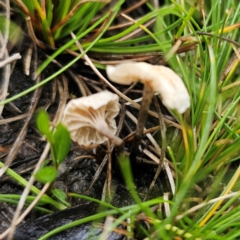 Marasmiellus candidus at Tinderry, NSW - 15 Jan 2024 by Csteele4