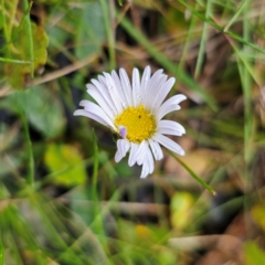 Brachyscome decipiens (Field Daisy) at Tinderry, NSW - 15 Jan 2024 by Csteele4