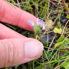 Brachyscome decipiens at Tinderry, NSW - 15 Jan 2024