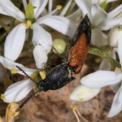 Anilicus xanthomus (A click beetle) at Hawker, ACT - 12 Jan 2024 by AlisonMilton