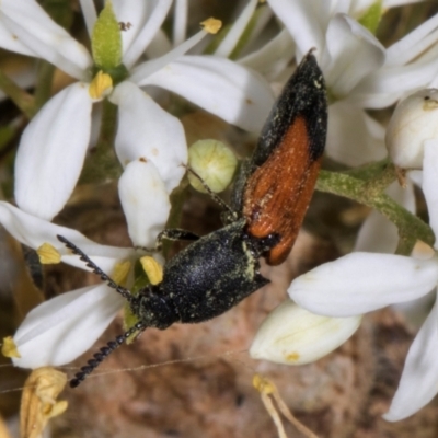 Anilicus xanthomus (A click beetle) at Hawker, ACT - 12 Jan 2024 by AlisonMilton