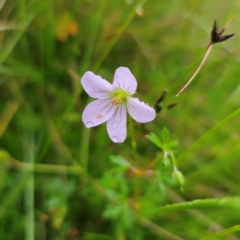 Geranium neglectum (Red-stemmed Cranesbill) at Tinderry, NSW - 15 Jan 2024 by Csteele4