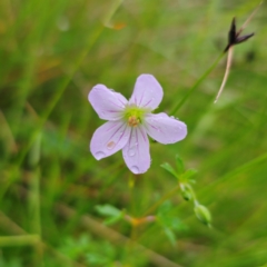 Geranium neglectum at Tinderry, NSW - 15 Jan 2024