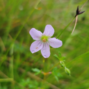 Geranium neglectum at Tinderry, NSW - 15 Jan 2024