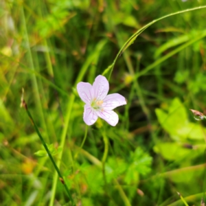 Geranium neglectum at Tinderry, NSW - 15 Jan 2024