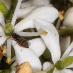 Australiphthiria (genus) (Bee fly) at The Pinnacle - 11 Jan 2024 by AlisonMilton