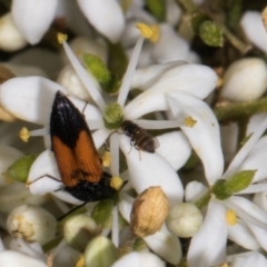 Australiphthiria (genus) at The Pinnacle - 12 Jan 2024 09:19 AM