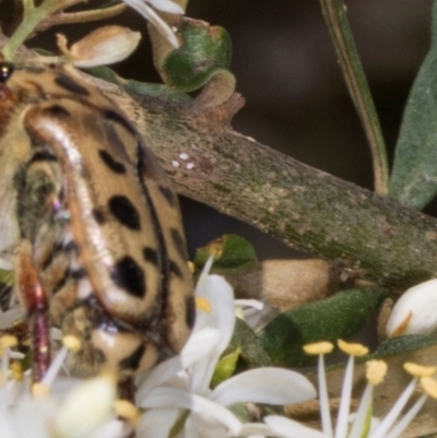 Neorrhina punctata (Spotted flower chafer) at Hawker, ACT - 11 Jan 2024 by AlisonMilton