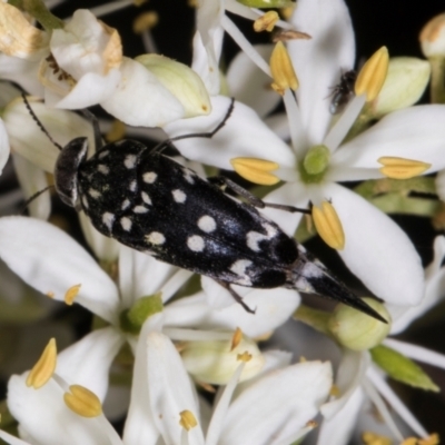 Mordella dumbrelli (Dumbrell's Pintail Beetle) at Hawker, ACT - 12 Jan 2024 by AlisonMilton