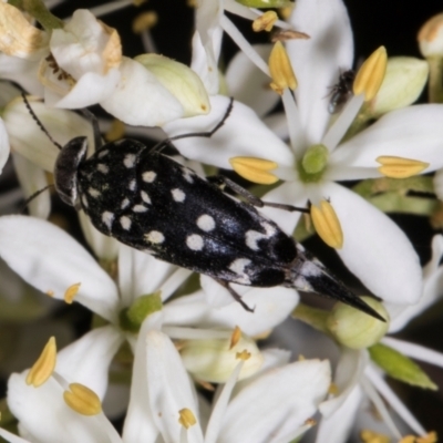 Mordella dumbrelli (Dumbrell's Pintail Beetle) at Hawker, ACT - 11 Jan 2024 by AlisonMilton