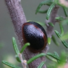 Dicranosterna immaculata (Acacia leaf beetle) at Tinderry, NSW - 15 Jan 2024 by Csteele4