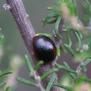 Dicranosterna immaculata at Tinderry, NSW - 15 Jan 2024