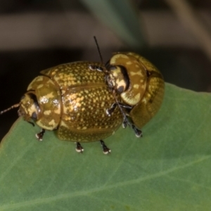 Paropsisterna cloelia at The Pinnacle - 12 Jan 2024