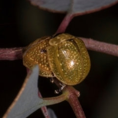 Paropsisterna cloelia at The Pinnacle - 12 Jan 2024 10:03 AM