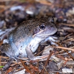 Limnodynastes dumerilii at Penrose - 12 Jan 2024 by Aussiegall