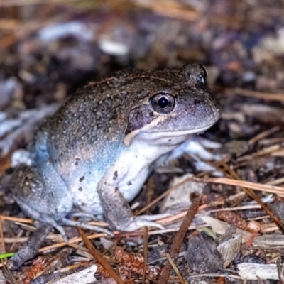 Unidentified Frog at Penrose, NSW - 12 Jan 2024 by Aussiegall