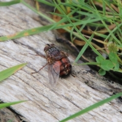 Unidentified Bristle Fly (Tachinidae) at Tinderry, NSW - 15 Jan 2024 by Csteele4