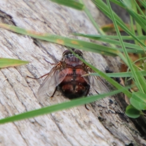 Rutilia (Donovanius) sp. (genus & subgenus) at Tinderry, NSW - 15 Jan 2024 03:05 PM