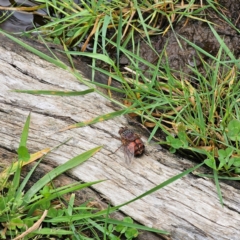 Rutilia (Donovanius) sp. (genus & subgenus) at Tinderry, NSW - 15 Jan 2024 03:05 PM