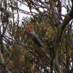 Callocephalon fimbriatum (Gang-gang Cockatoo) at Tinderry Nature Reserve - 15 Jan 2024 by Csteele4