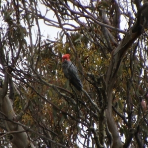 Callocephalon fimbriatum at Tinderry Nature Reserve - 15 Jan 2024