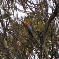 Callocephalon fimbriatum at Tinderry Nature Reserve - 15 Jan 2024