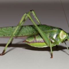 Ephippitytha trigintiduoguttata (Mottled Katydid) at Wellington Point, QLD - 14 Jan 2024 by TimL