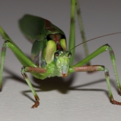 Ephippitytha trigintiduoguttata at Wellington Point, QLD - suppressed