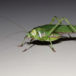 Ephippitytha trigintiduoguttata at Wellington Point, QLD - suppressed